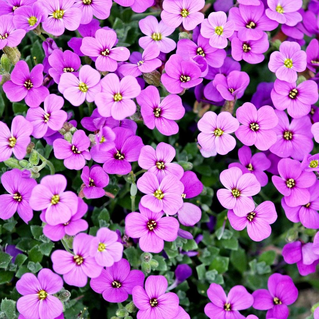 Frühling